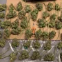 Насіння конопель Laughing Buddha від Barney's Farm